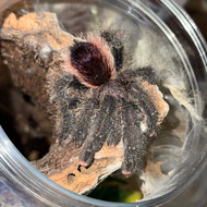 Avicularia juruensis Female