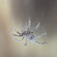 Birupes simoroxigorum