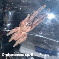 Orphnaecus sp. Blue Panay Female