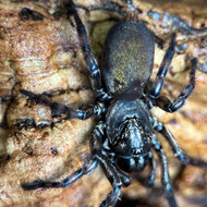 Fufius annulipes Female