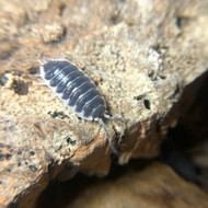 Porcellio hoffmanseggi 10ct