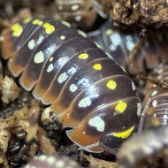 Armadillidium klugi "Montenegro/Clown" 10ct