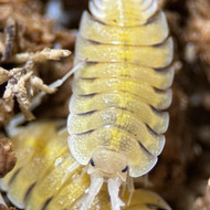 Porcellio bolivari 10ct