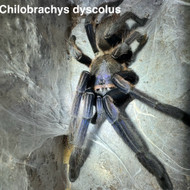 Chilobrachys dyscolus Female