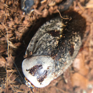 Gyna caffrorum 10ct Nymphs