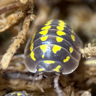 Armadillidium gestroi "Gold Dot" 15ct