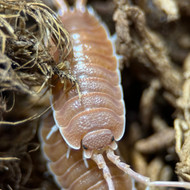 Porcellio magnificus "Magnificient Orange" 50ct