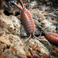 Porcellio magnificus "Magnificient Orange" 10ct