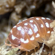 Armadillidium werneri "Orange" 10ct