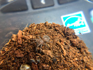X5 Tlitocatl albopilosum 