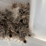 10 X Tlitocatl albopilosum