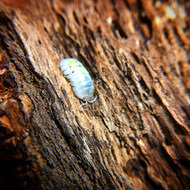 Armadillidium vulagre "Magic Potion/ Orange Dalmatian" 10ct