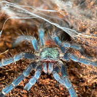 Dolichothele diamantinensis Female