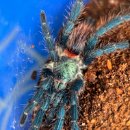 Dolichothele diamantinensis Female