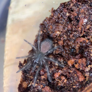 Monocentropus balfouri 5 lot
