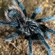 Xenesthis intermedia Male 3"