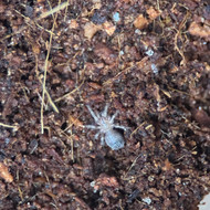 Spinosatibiapalpus sp. ‘Colombia’