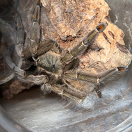 Psalmopoeus cambridgei Female