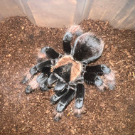 Brachypelma emilia Female