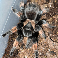 Brachypelma emilia Female