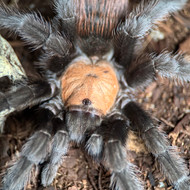 Brachypelma albiceps PAIR