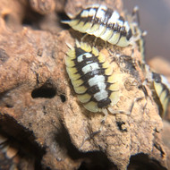 Porcellio expansus 10ct