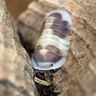 Cubaris sp. "Cappuccino" 50ct