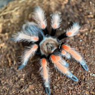 Brachypelma boemei Male