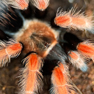 Brachypelma boemei Male