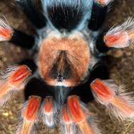 Brachypelma boemei Female 