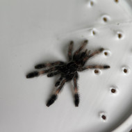 Psalmopoeus victori