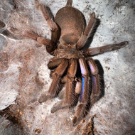 Chilobrachys natanicharum Female