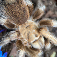 WC Aphonopelma chalcodes Female