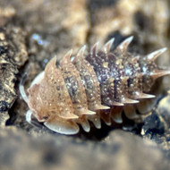 Pseudoarmadillo spinosus 5ct