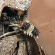Isopoda sp. "Thai Spikey" 5ct