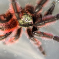 Caribena versicolor Male