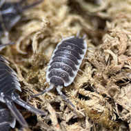 Porcellio sp. "Sevilla" 10ct