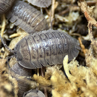 Armadillidium peraccae 100ct