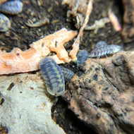 Cubaris sp. "Green Laser" 50ct