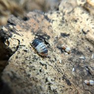 Cubaris sp. "White Shark" 50ct