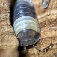 Cubaris sp. "Panda King" 100ct