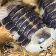 Cubaris sp. "White Ducky" 50ct