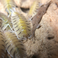 Porcellio bolivari 50ct