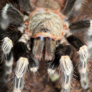 Vitalius chromatus Female 5"