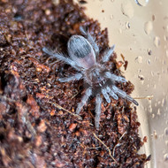 Tlitocatl schroederi Female