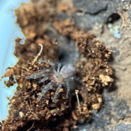 Thrixopelma longicolli