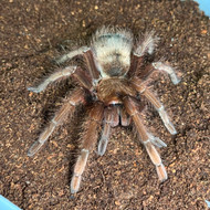 Theraposa apophysis Female