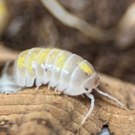 Armadillidium vulgare "Magic Potion - Japanese Line" 50ct