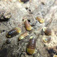 Cubaris sp. "Rubber Ducky" 50ct