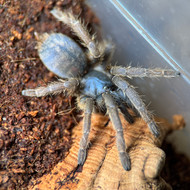 Ornithoctoninae sp. "Vietnam Silver" Female